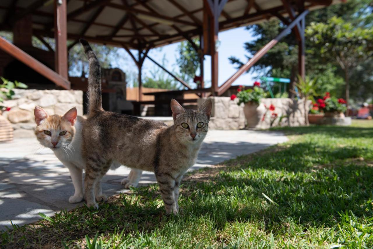 Villa Tsitreli Sykia Chalkidikis Buitenkant foto